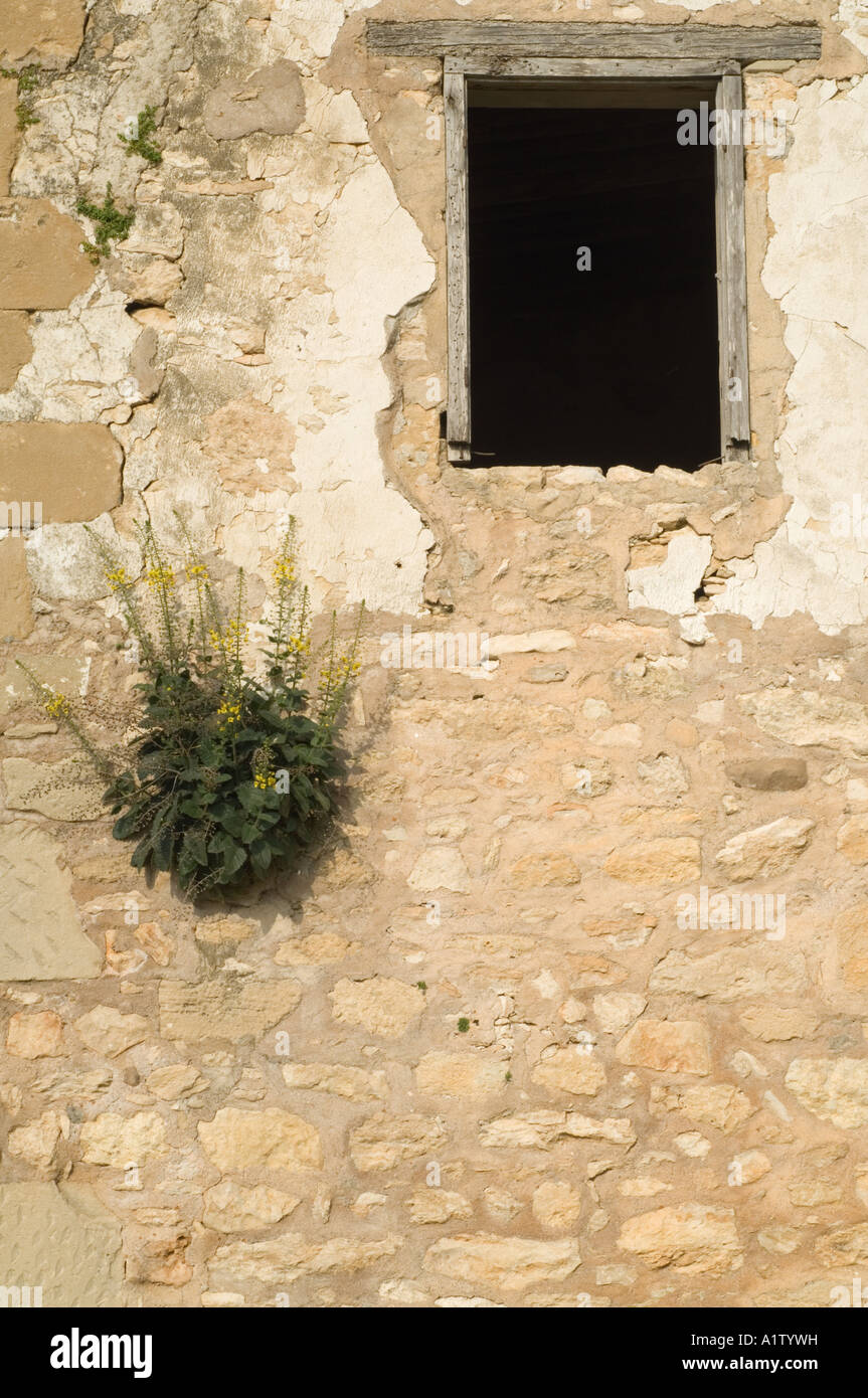 Mullein, Verbascum arcturus, growing in the old wall of the abandend house, Celincik Village, North Cyprus Stock Photo