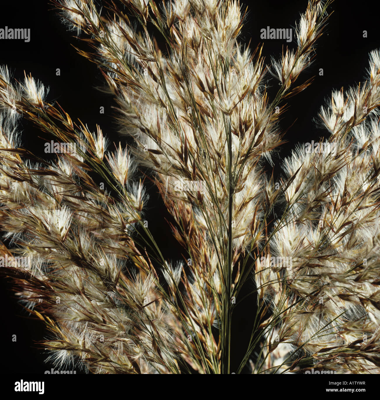 Backlit seedhead of a common reed Phragmites communis Stock Photo