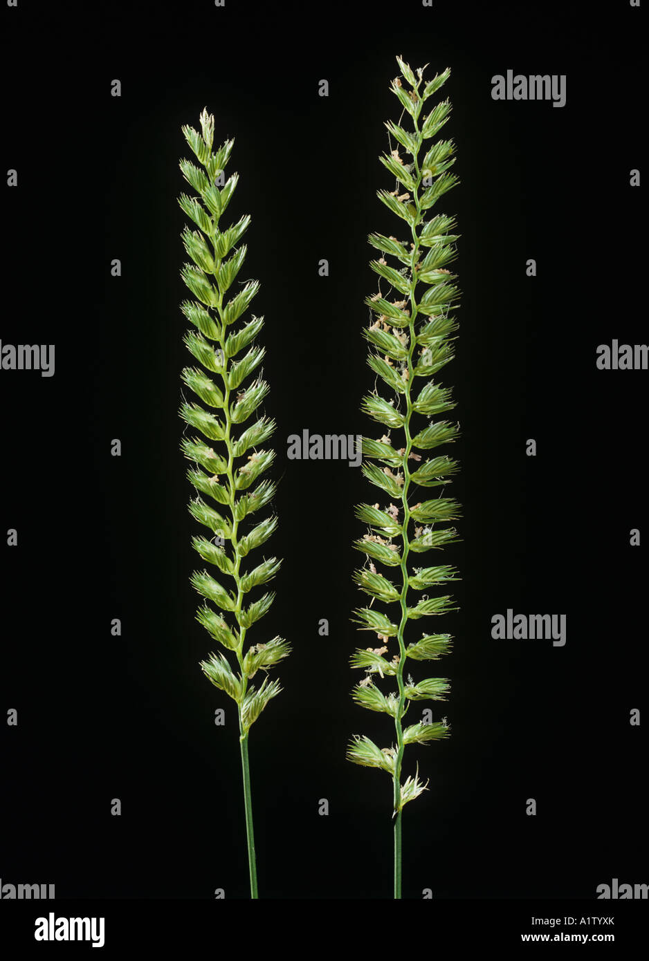 Crested dogstail Cynosurus cristatus grass flower spikes Stock Photo