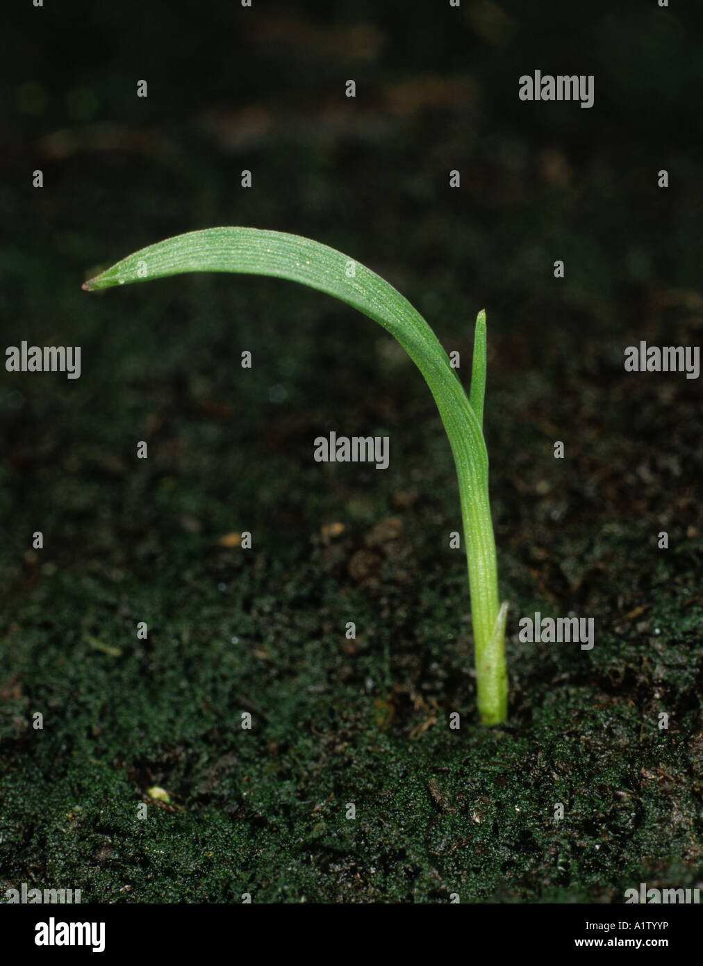 Barnyard grass Echinochloa crus galli seedling with a single leaf Stock Photo