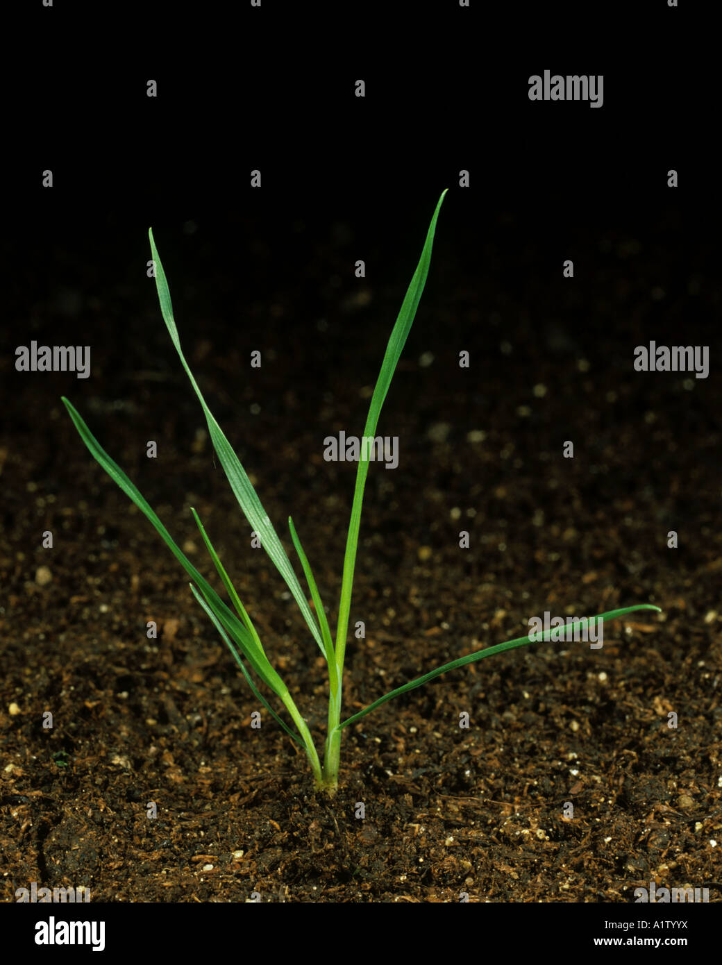 Silky bent Apera spica venti seedling with one tiller Stock Photo