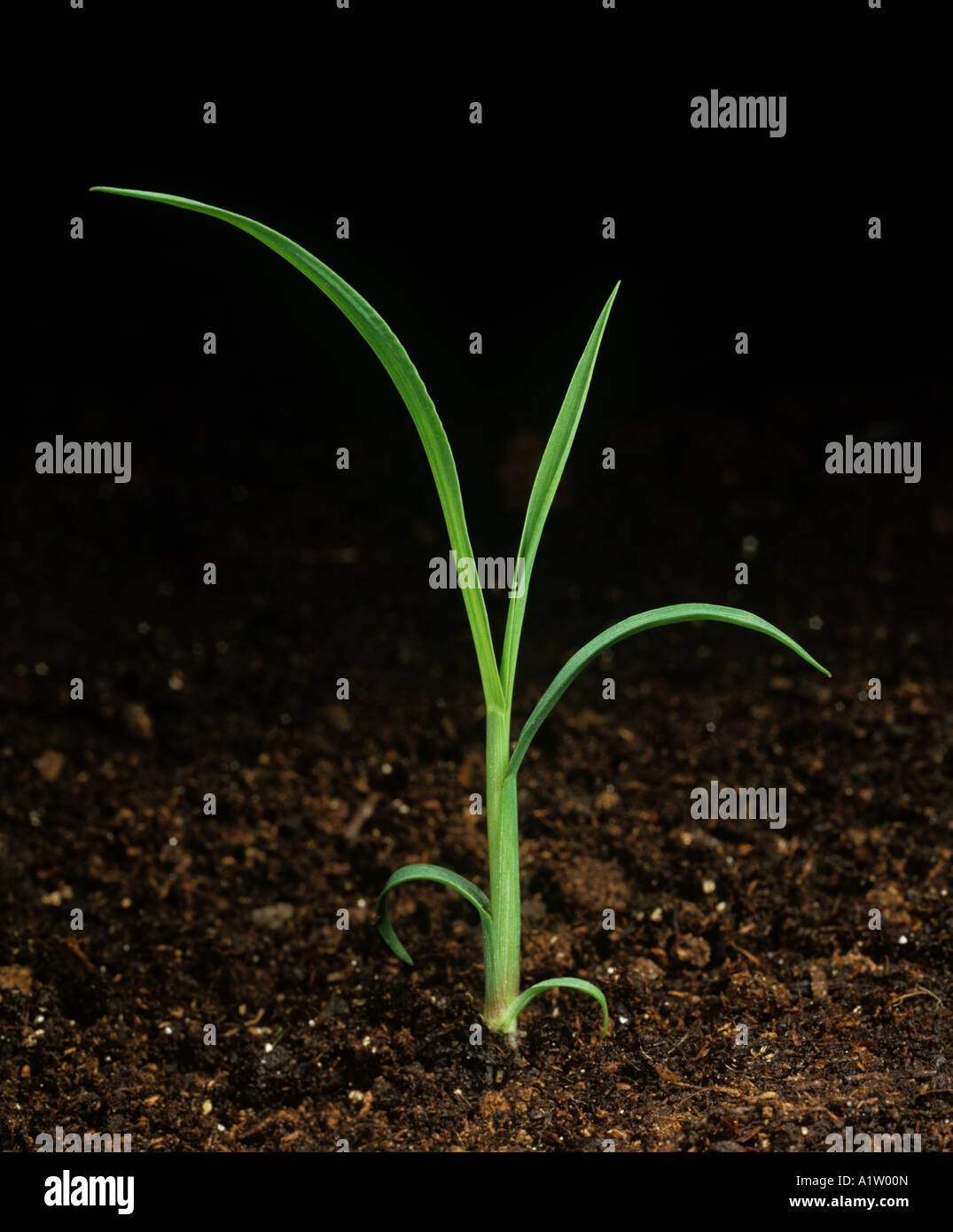 Barnyard grass Echinochloa crus galli seedling Stock Photo