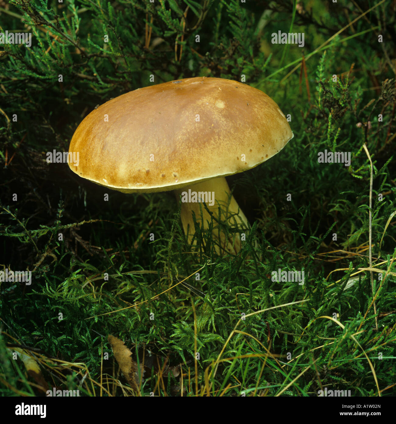Boletus or Cep Boletus edulis edible fruiting fungus or toadstool in grass Stock Photo
