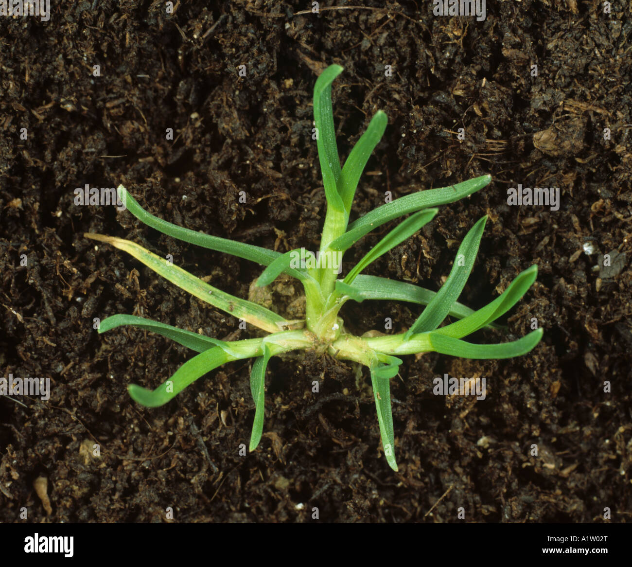 Annual meadow grass Poa annua young grass weed plant Stock Photo