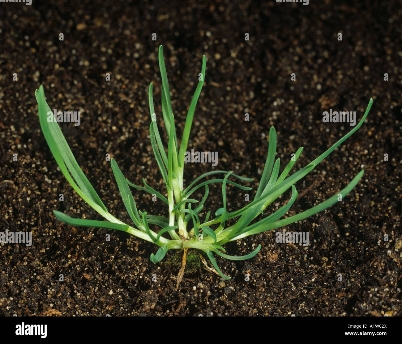 Rough stalked meadow grass Poa trivialis young tillering grass weed Stock Photo