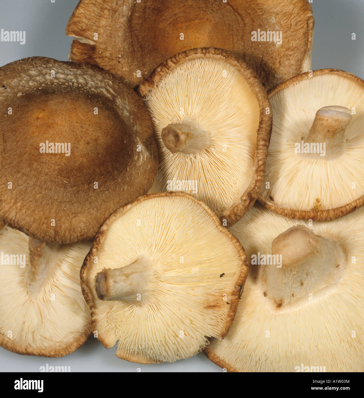 Shiitake mushroom Lentinus edodes edible fungi caps shop bought Stock Photo