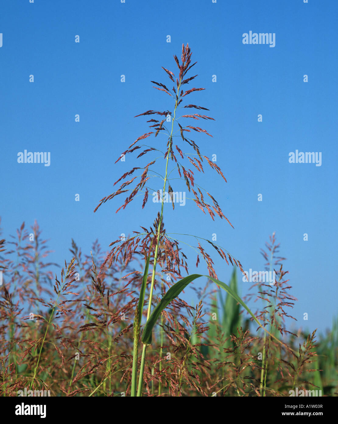Johnson grass Sorghum halepense flowering grass panicle against blue sky Stock Photo