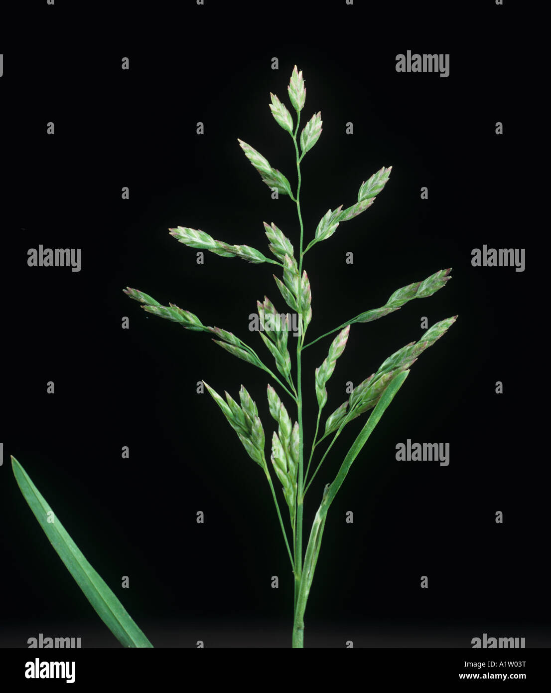 Annual meadow grass Poa annua unopened flower spike Stock Photo