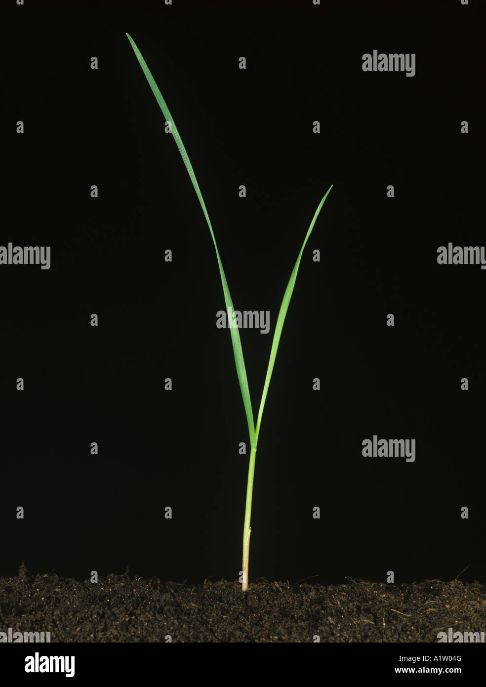 Canary grass Phalaris canariensis seedling grass weed or bird seed grass Stock Photo