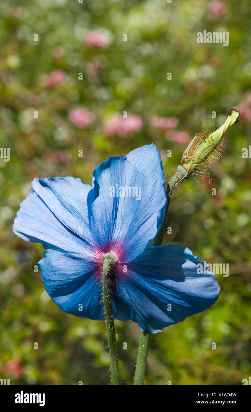 Himalayan blue poppy, Meconopsis Lingholm (Fertile Blue Group), back of the flower with seed head Stock Photo