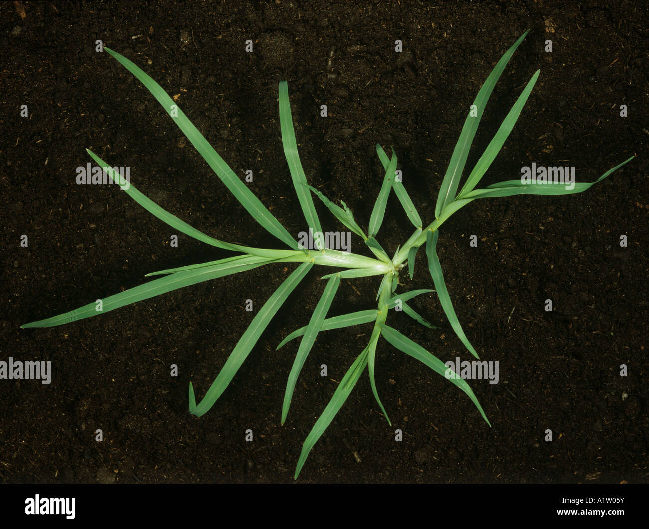 Crowsfoot grass eleusine indica grass hi-res stock photography and images -  Alamy