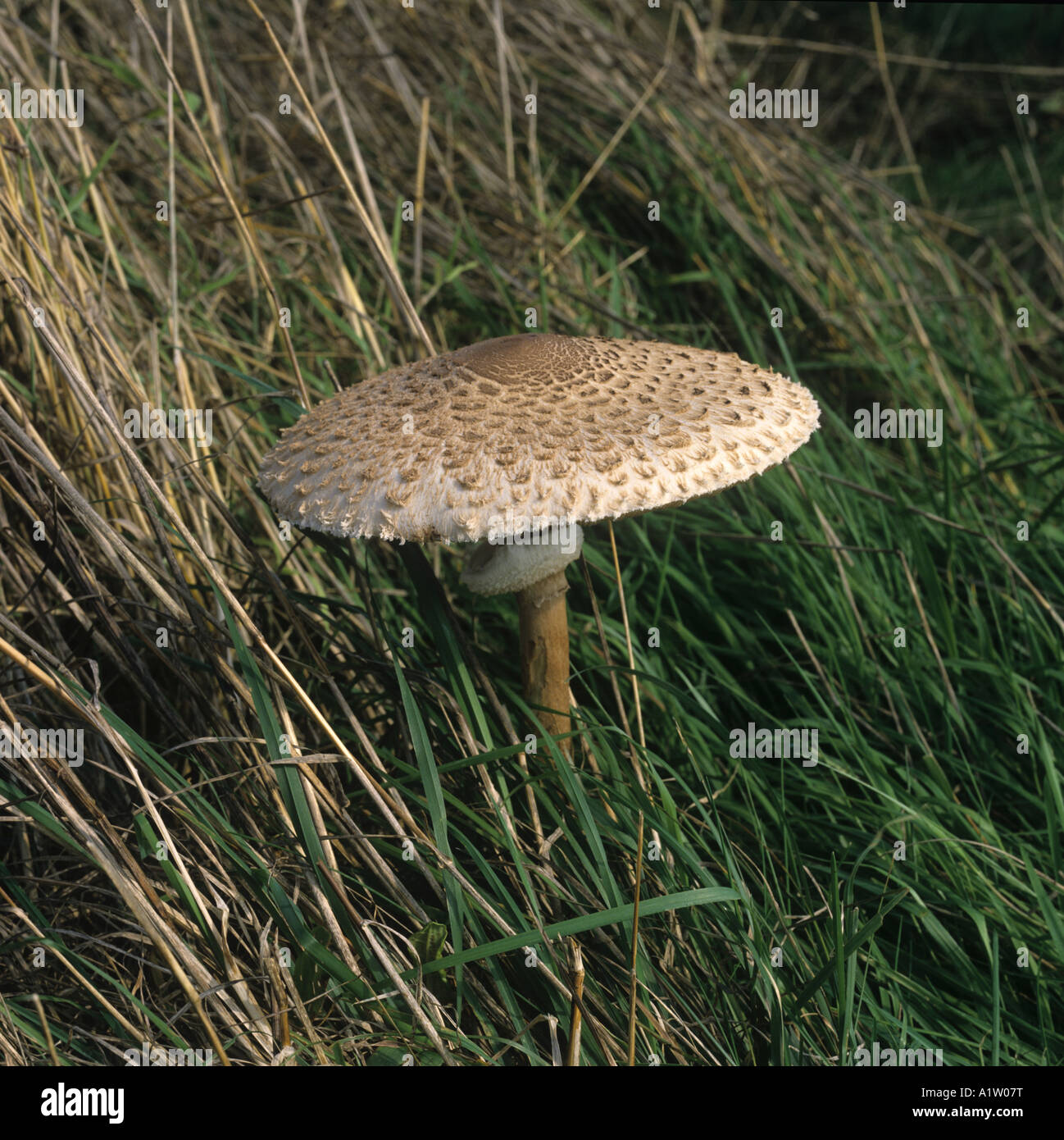 Parasol type mushroom Lepiota friesii opened cap fruiting body Stock Photo