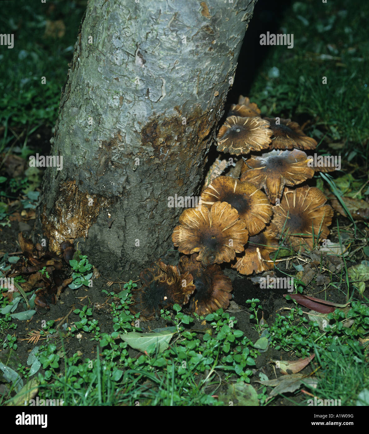 Honey fungus Armillaria mellea fruiting bodies ant the base of an infected apple tree Stock Photo