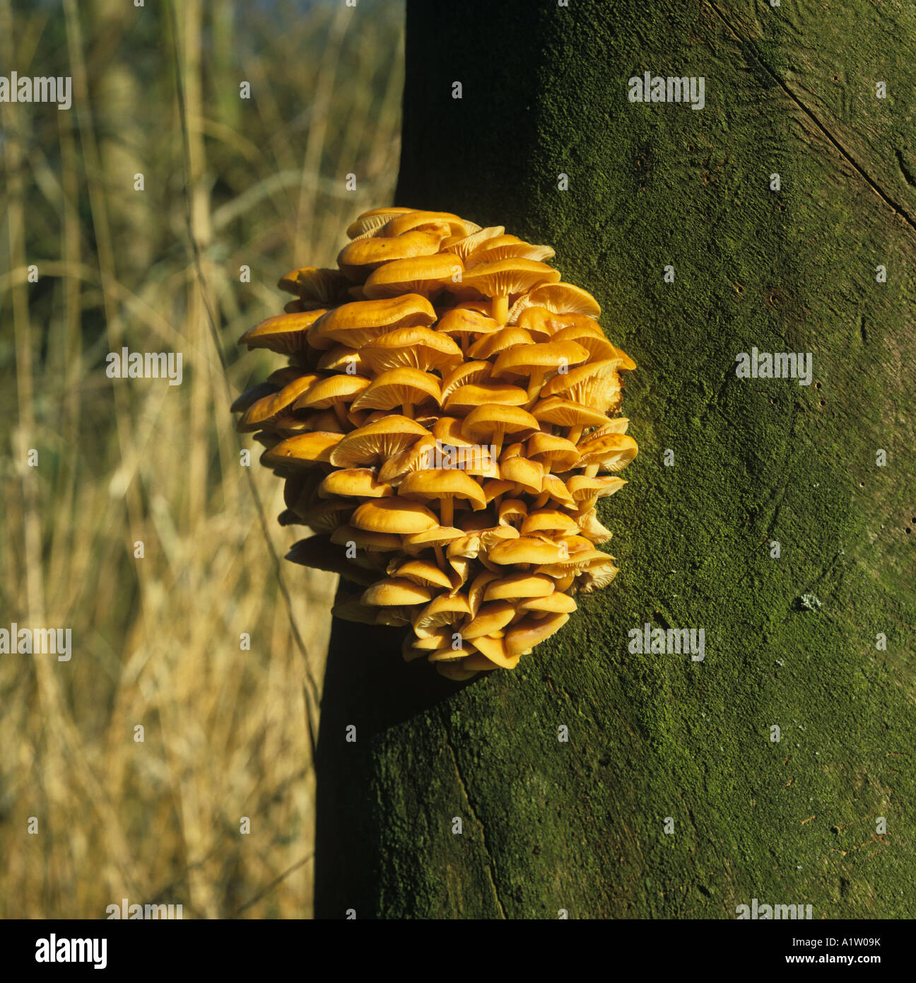 Winter fungus Flammulina velutipes fruiting bodies on an elm tree trunk Stock Photo