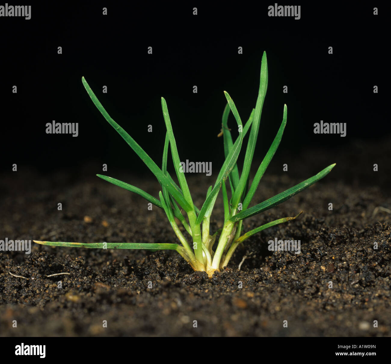 Annual meadowgrass Poa annua young grass weed plant Stock Photo