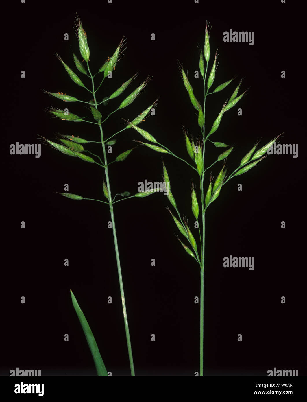 Rye brome Bromus secalinus grass weed panicle Stock Photo
