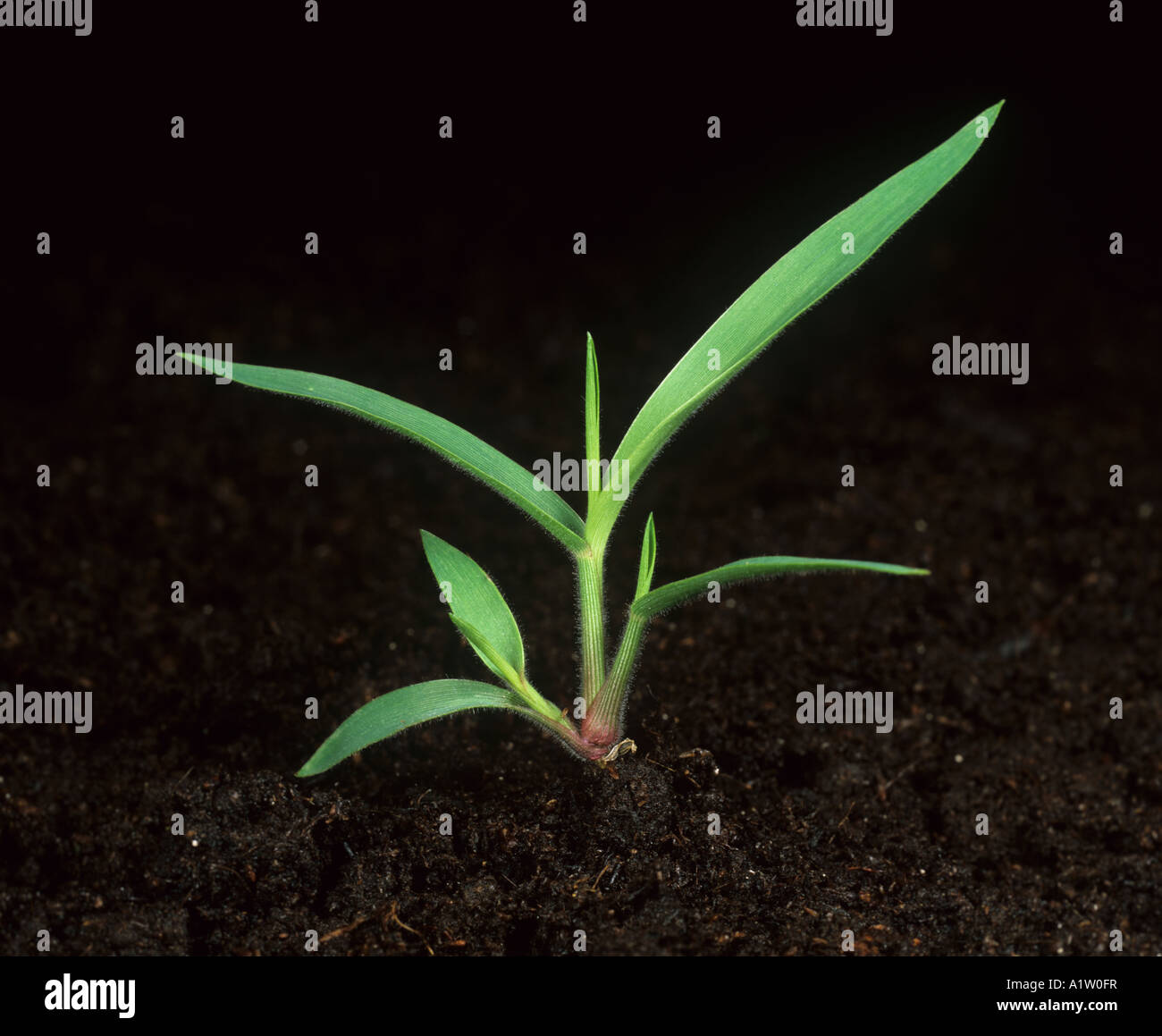 Mossmon rivergrass Cenchrus echinatus seedling plant with two small tillers Stock Photo