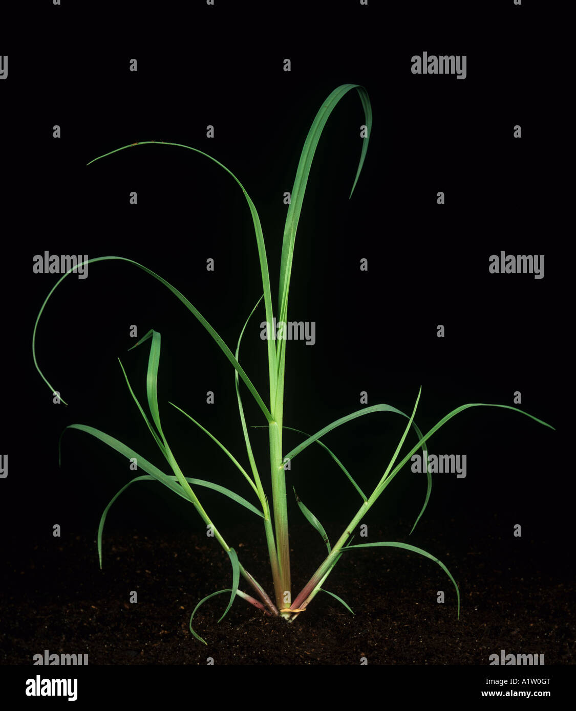 Mossmon rivergrass Cenchrus echinatus strong young tillering plant Stock Photo