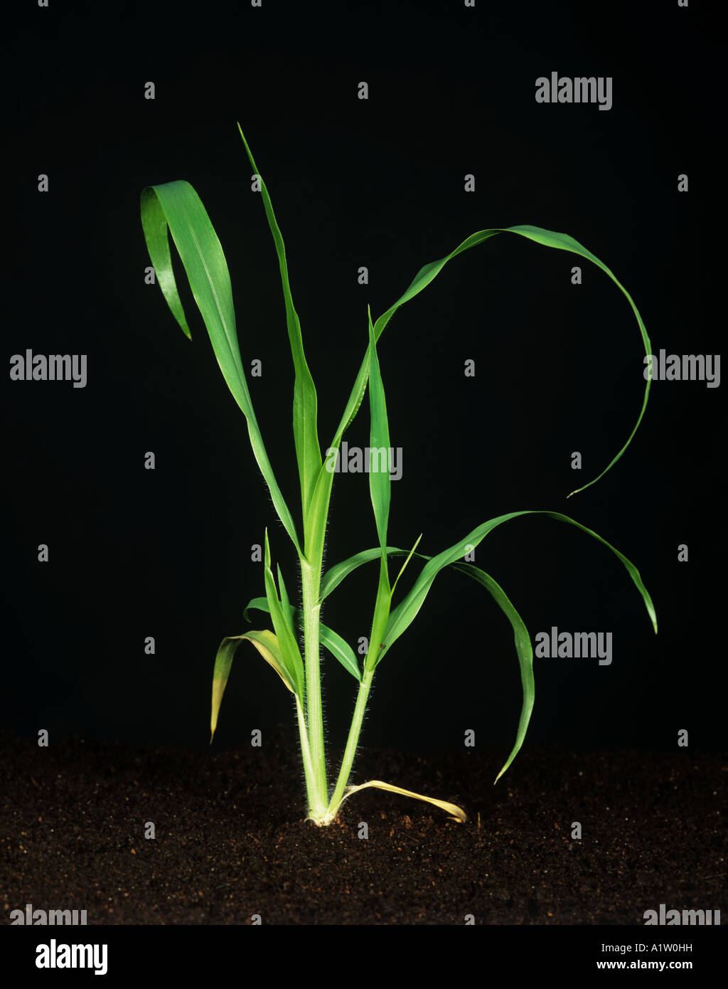 Witchgrass Panicum capillare bold young tillering plant Stock Photo Alamy
