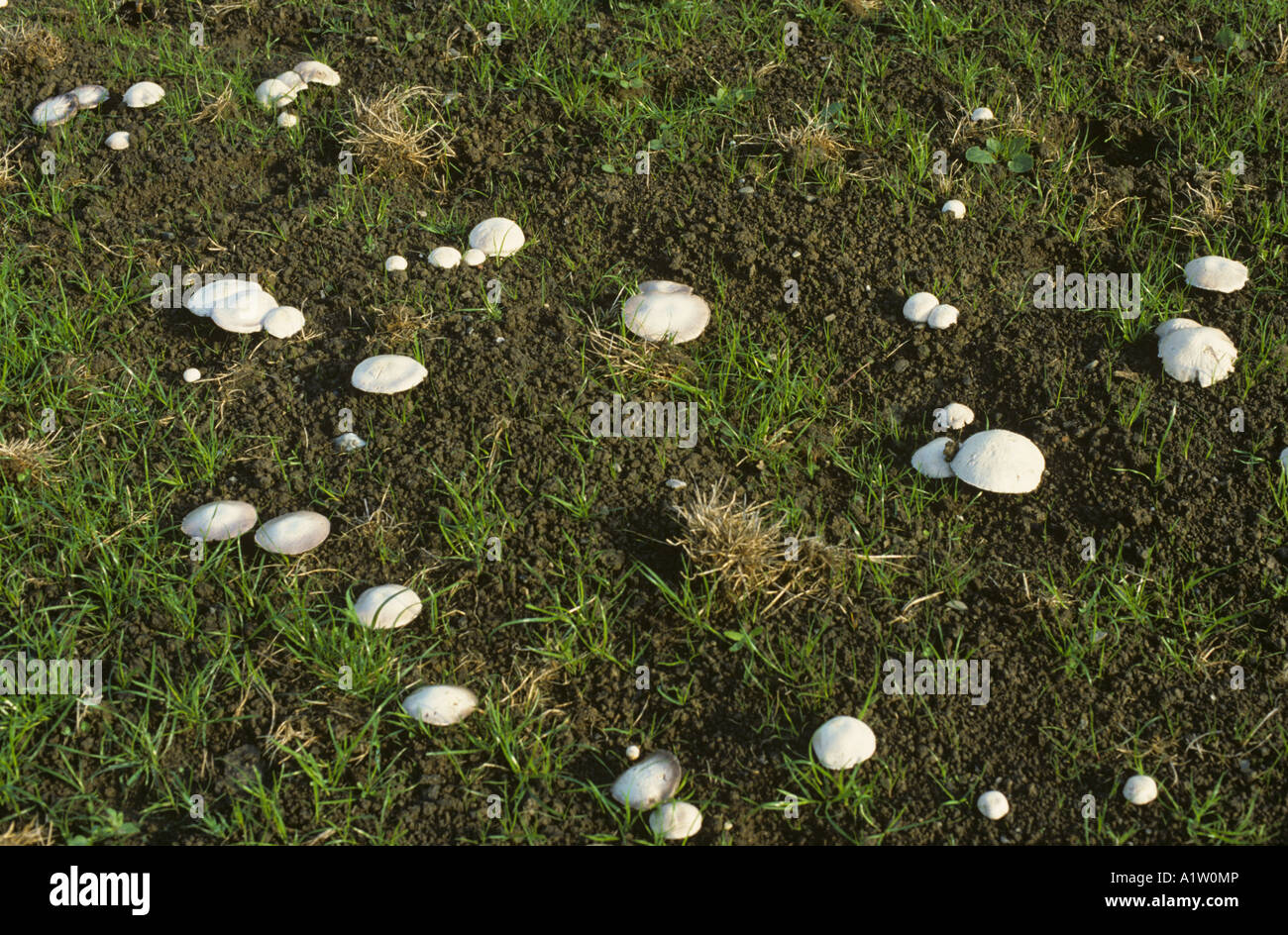 Field mushroom Agaricus campestris large number of caps in young grassland Stock Photo