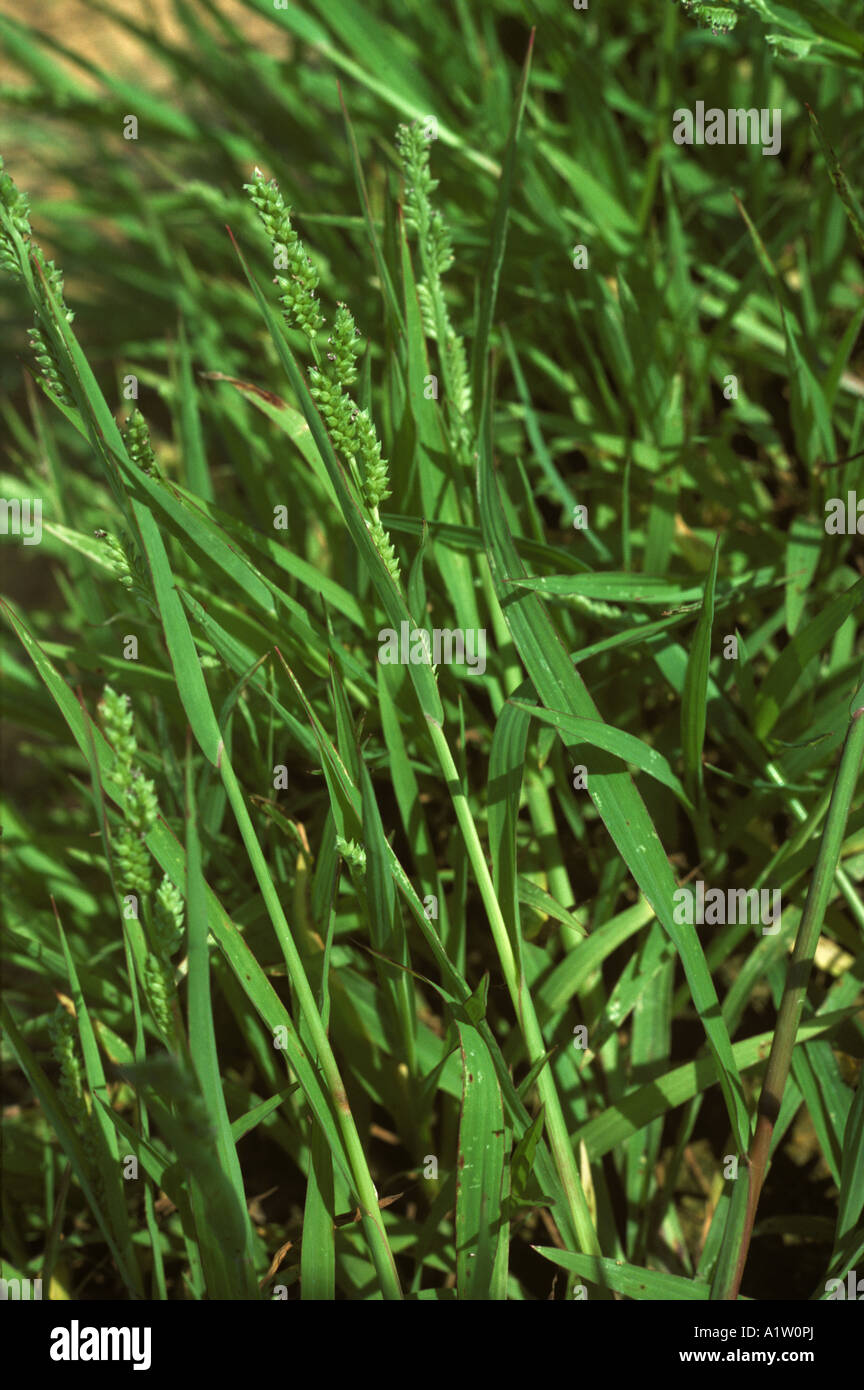 Awnless barnyardgrass jungle rice Echinochloa colonum flowering grass weed Stock Photo