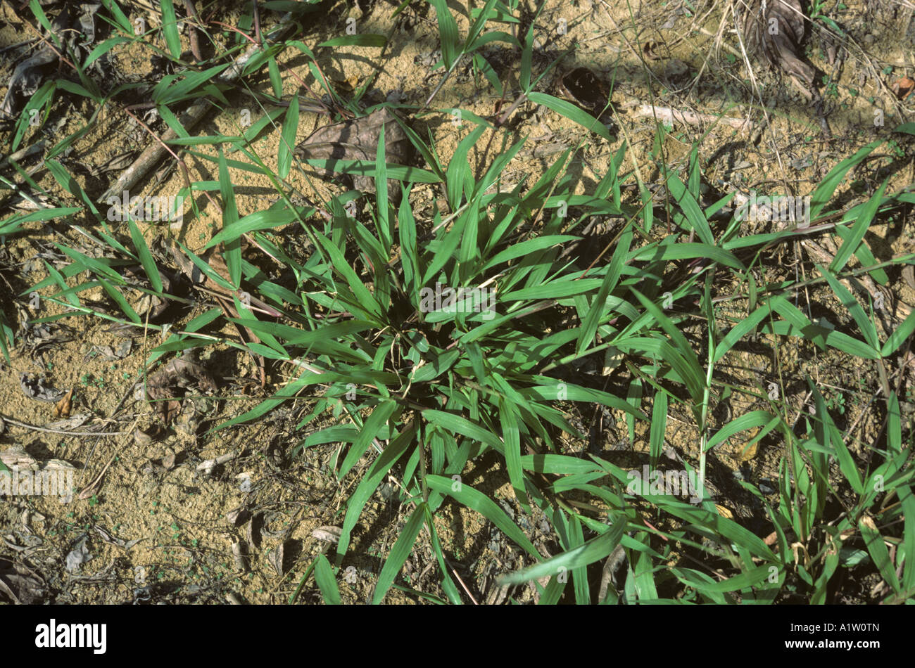 Buffalo grass Paspalum conjugatum prostrate grass weed Stock Photo