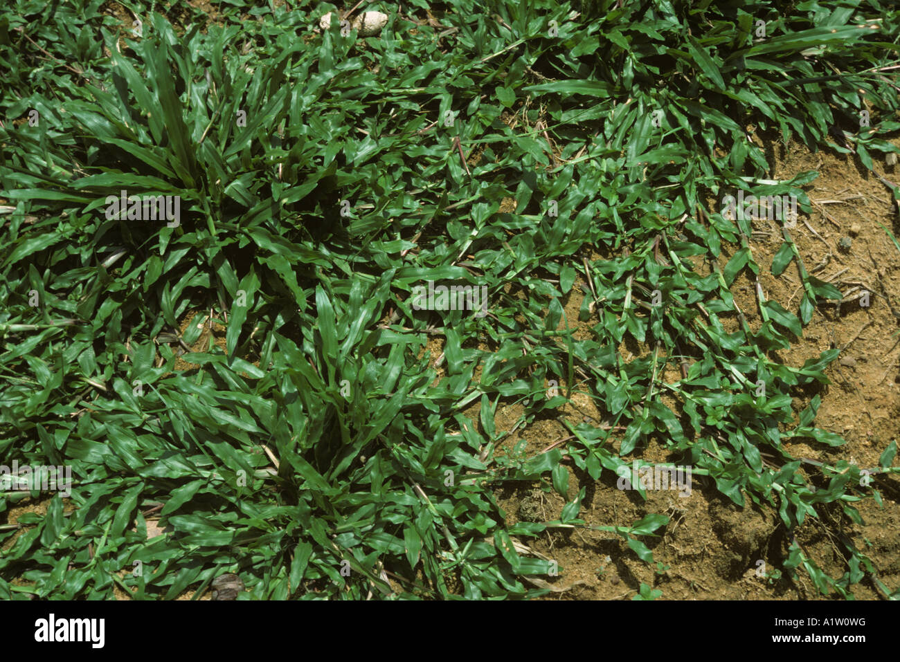 Wide leaved carpet grass Axonopus compressus prostrate creeping grass weed Stock Photo