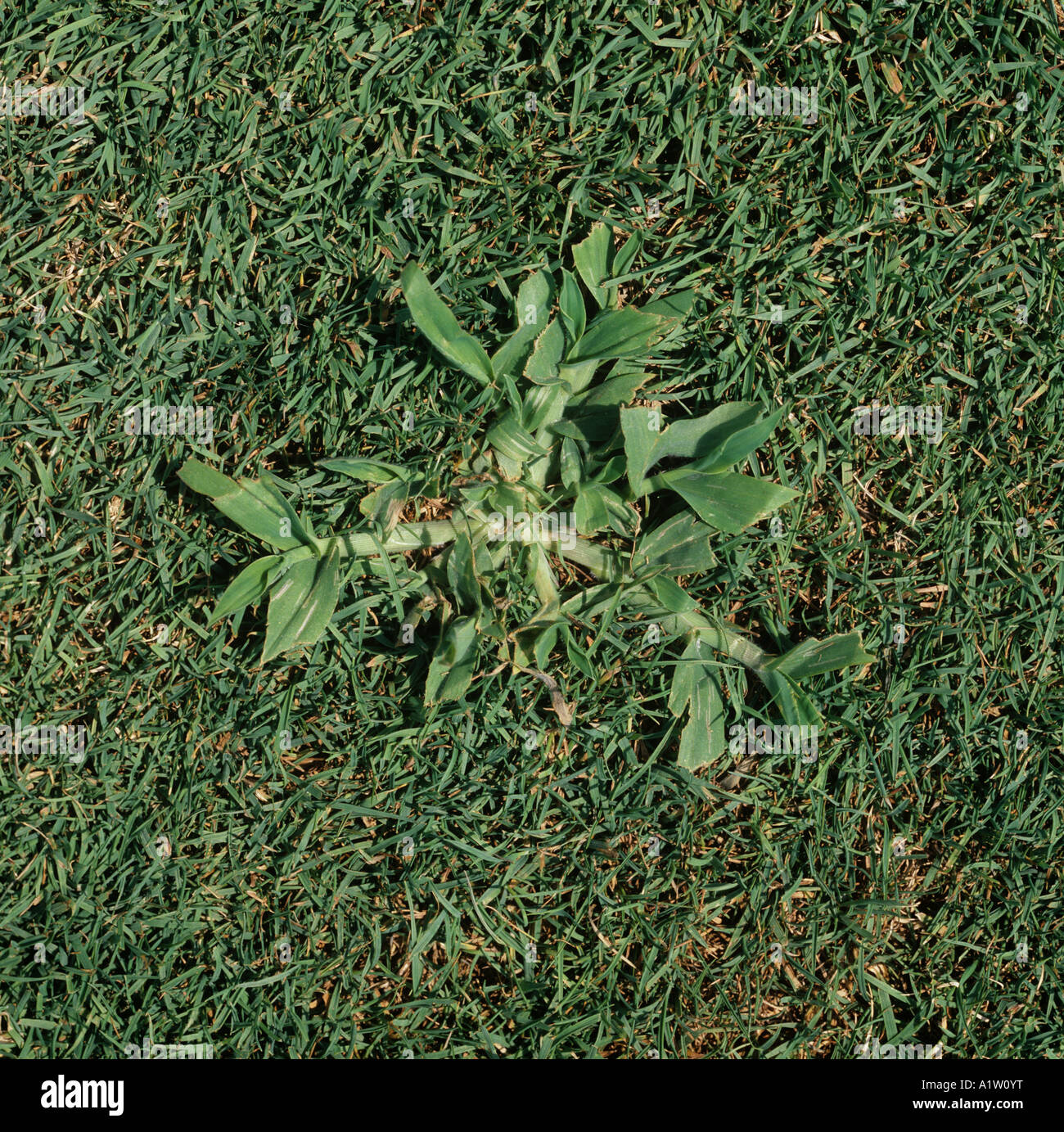 Crabgrass Digitaria sanguinalis a weed embedded in golf green bent turfgrass Agrostis sp Stock Photo