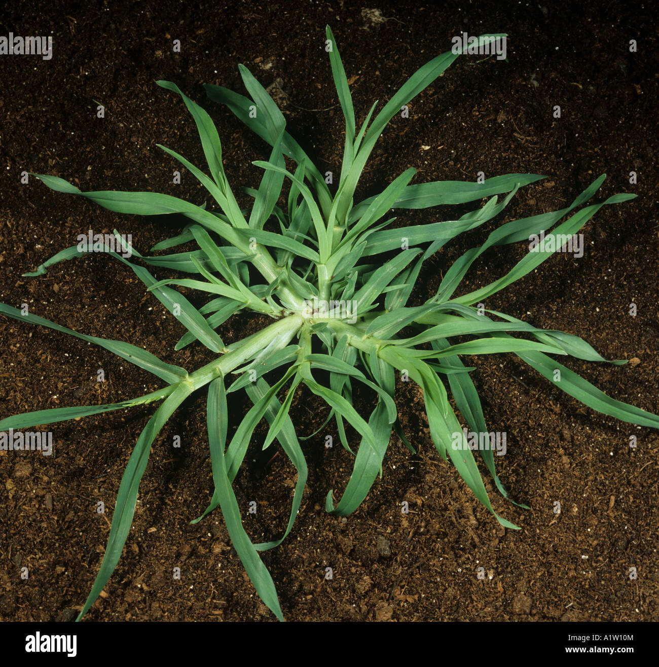 Crowsfoot grass or goosegrass Eleusine indica prostrate grass weed