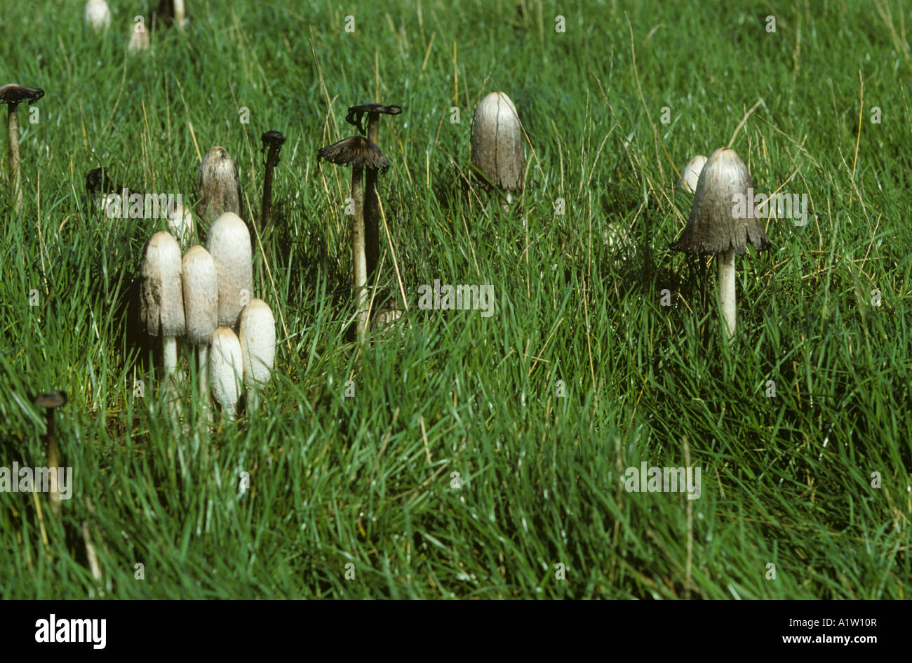 Lawyers wig or shaggy ink cap Coprinus comatus all fruiting stages in a grass ley Stock Photo