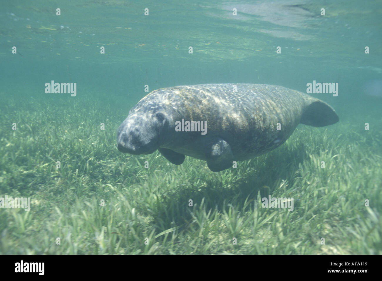 West Indian manatee Manatus trichechus Puerto Rico algae underwater