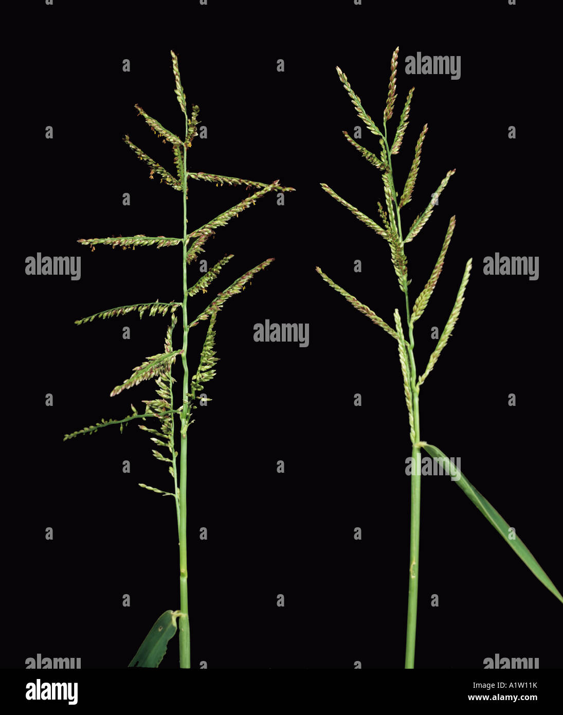 Buffalo grass or Mauritius signal grass Brachiaria mutica flower spikes Thailand Stock Photo