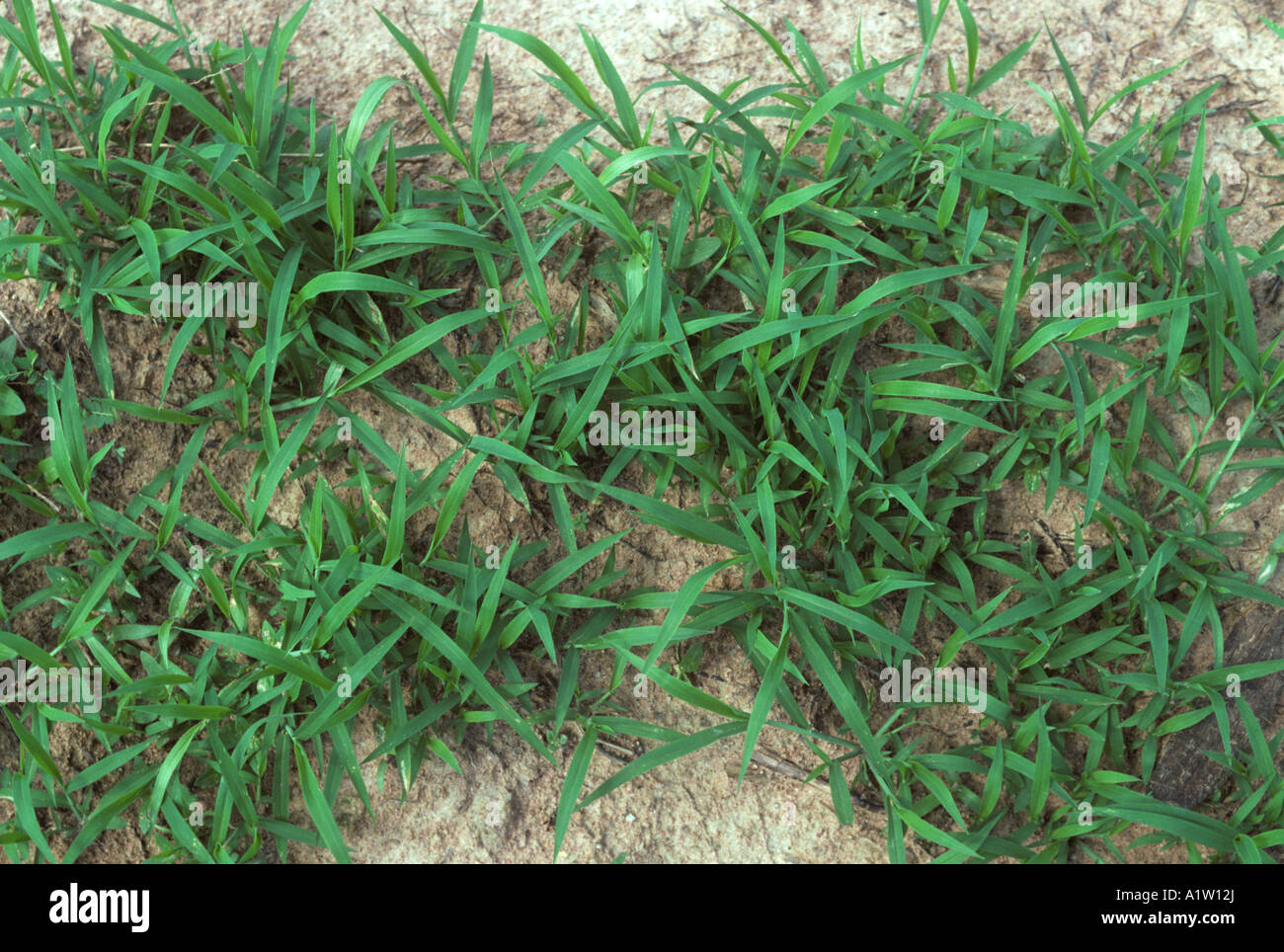 Young crabgrass Digitaria sanguinalis plants on waste ground Thailand Stock Photo