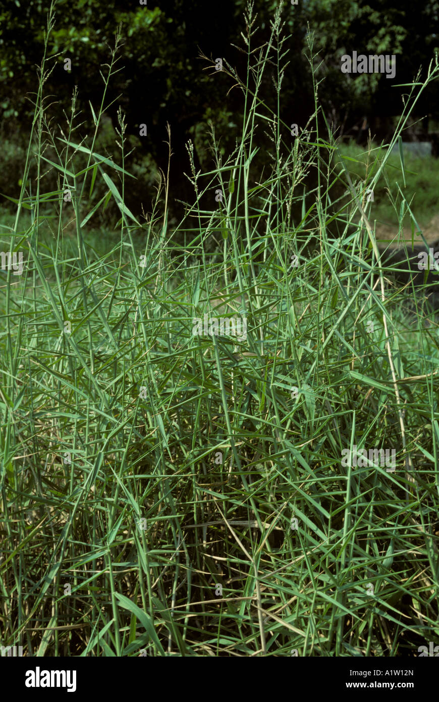 Buffalo grass or Mauritius signal grass Brachiaria mutica flowering plants Thailand Stock Photo