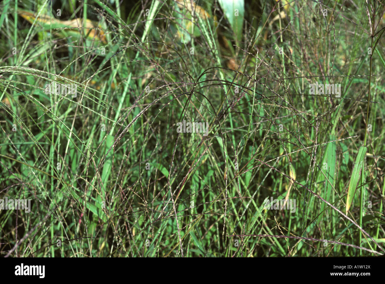 Crabgrass Digitaria sanguinalis flowering plants France Stock Photo