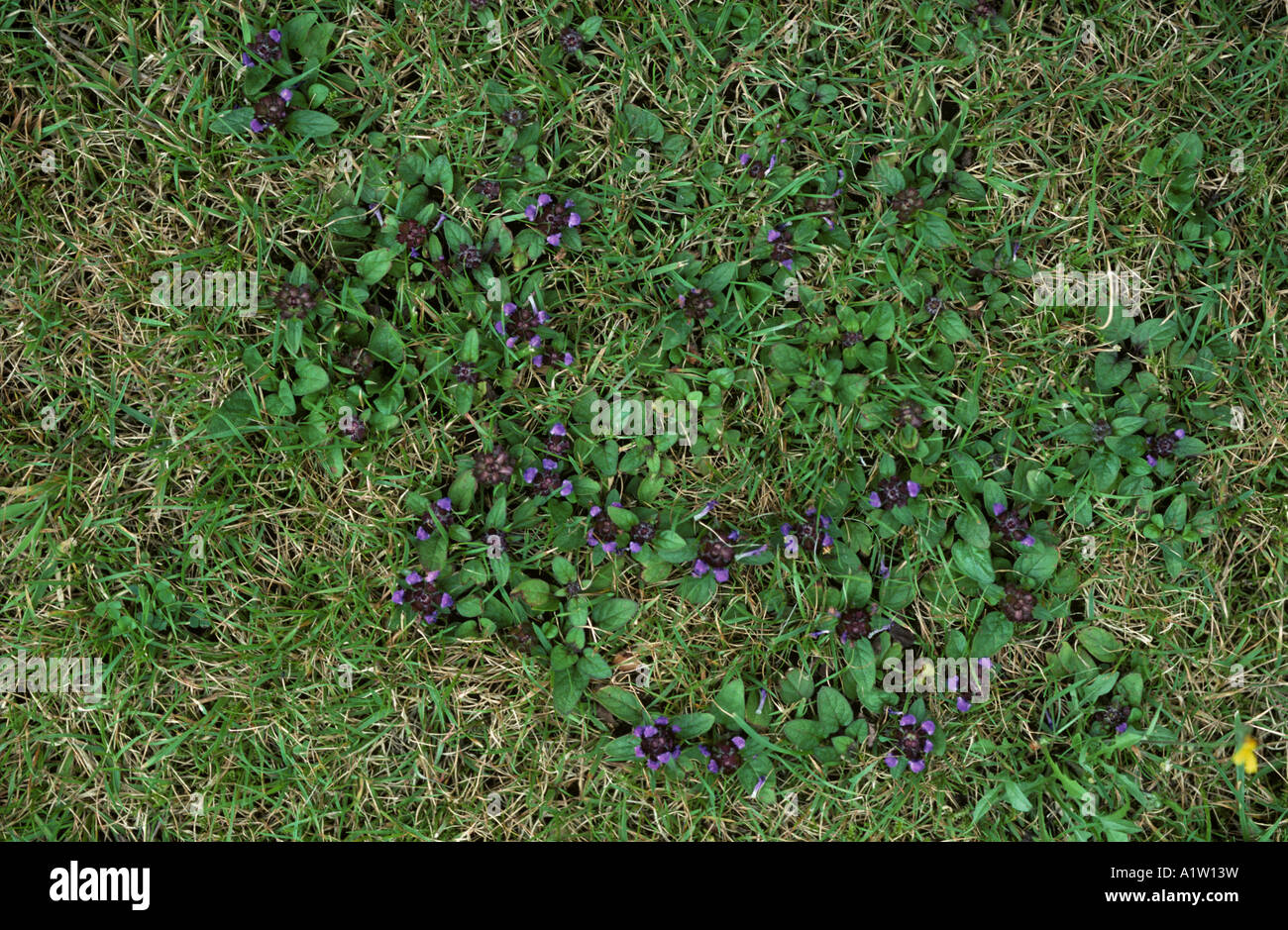 Self heal Prunella vulgaris flowering in short dry lawn grass Stock Photo