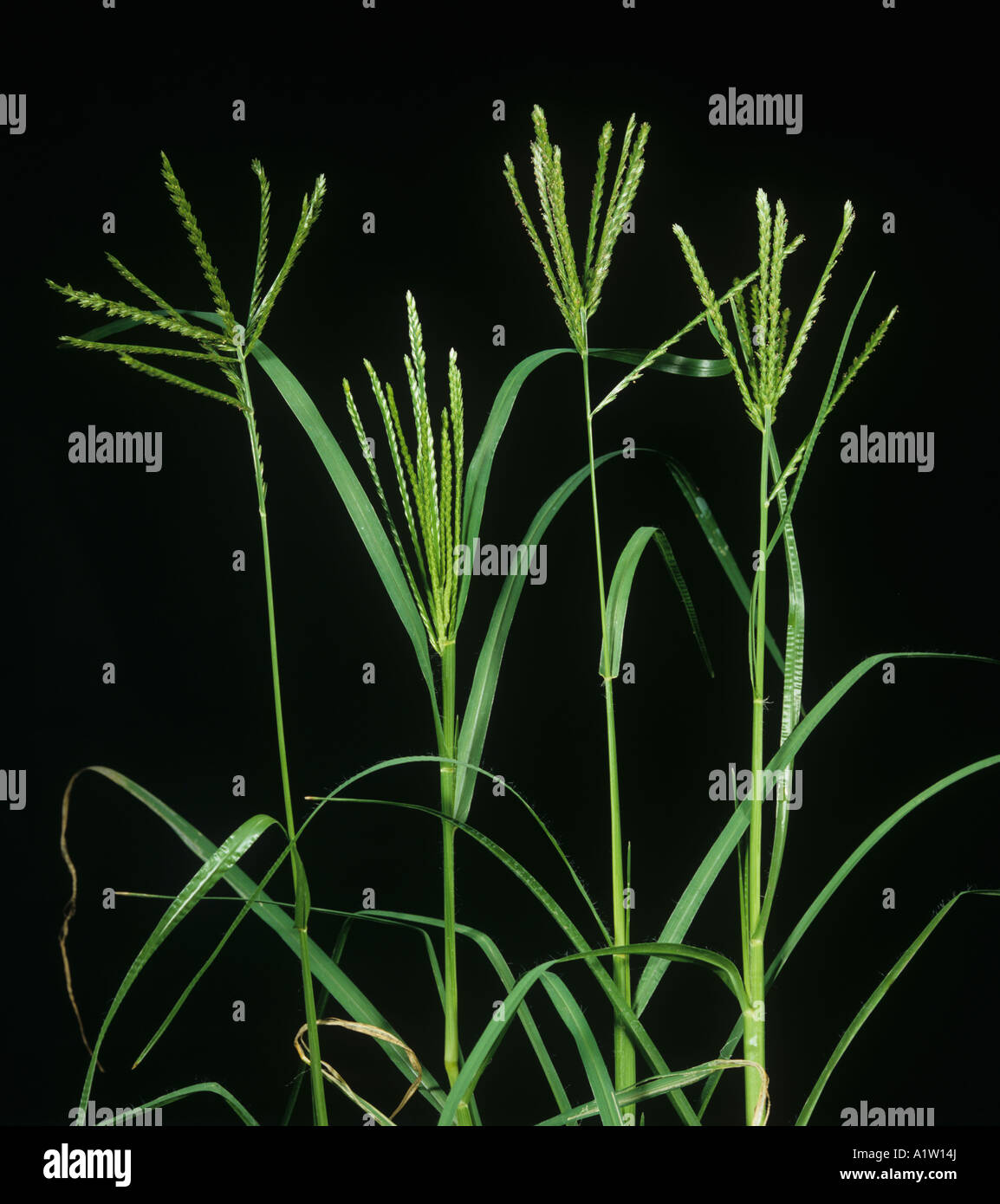 Crowsfoot grass or goosegrass Eleusine indica inflorescences Stock