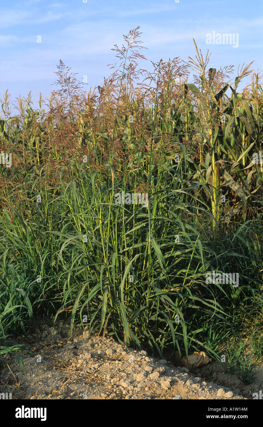 Johnson grass Sorghum halepense a clump of flowering grasses USA Stock Photo