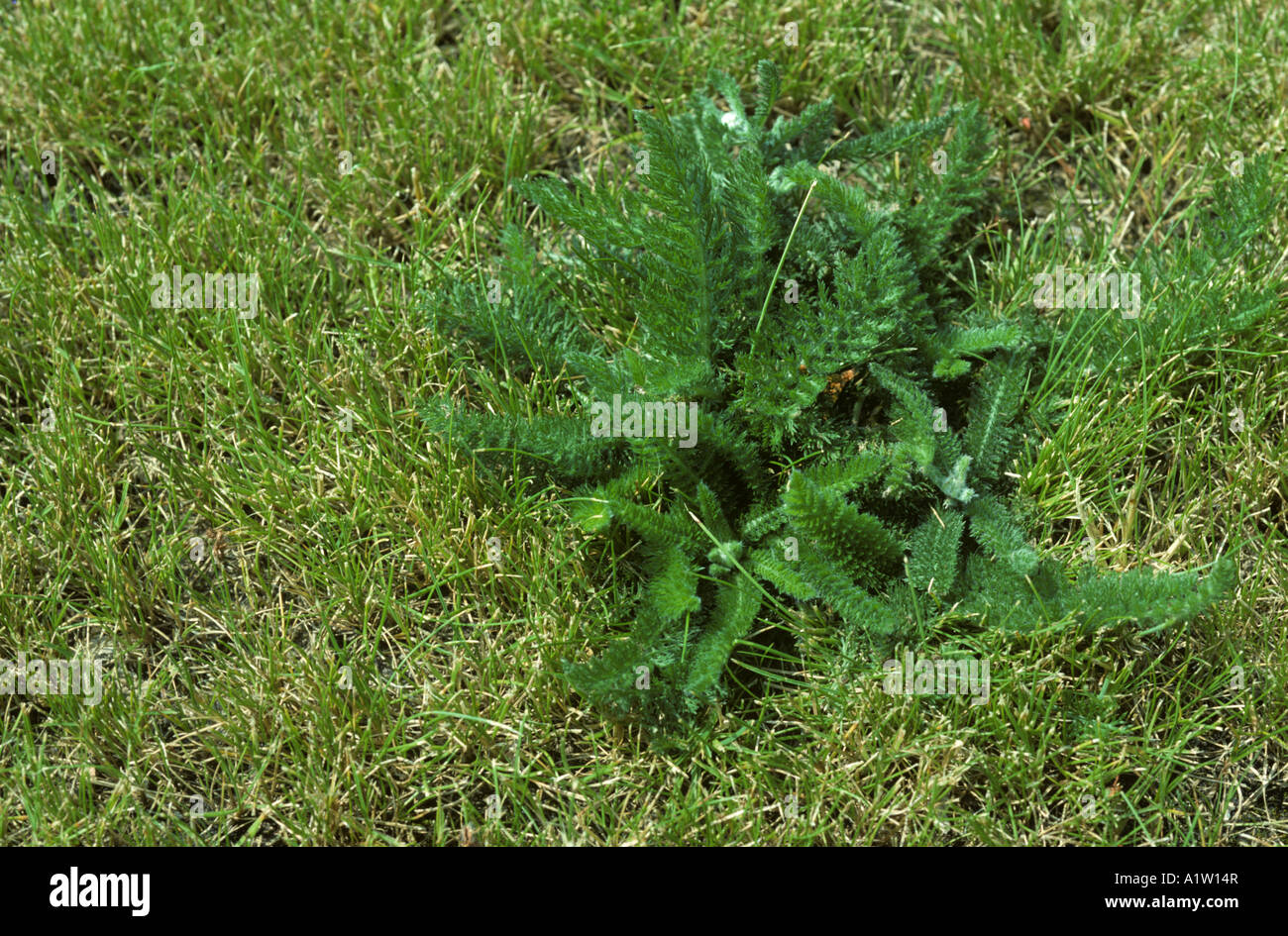 Yarrow Achillea millefolium plant in dry lawn grass Stock Photo Alamy