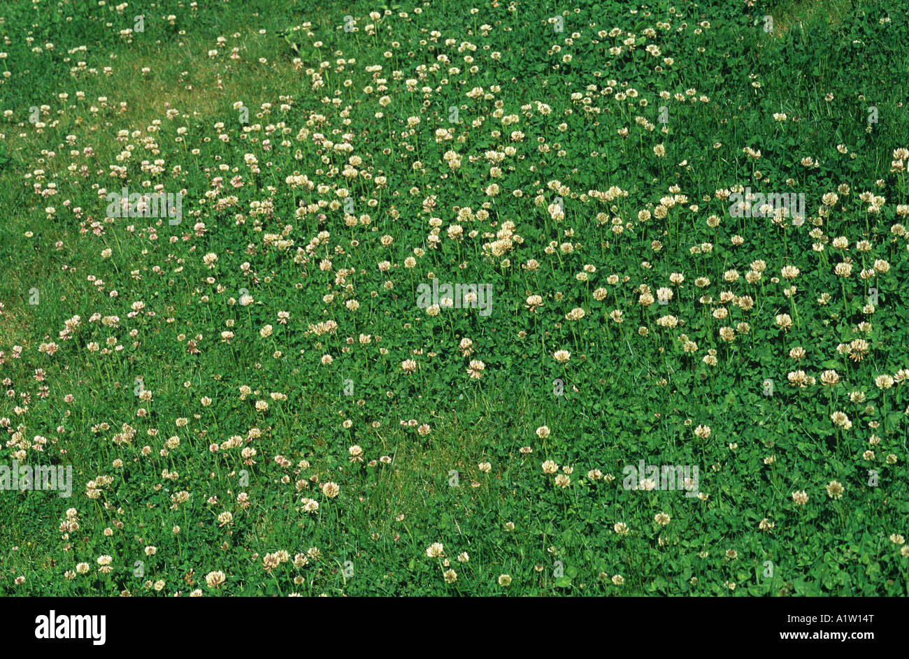 White clover Trifolium repens flowering weeds in garden lawn Stock Photo