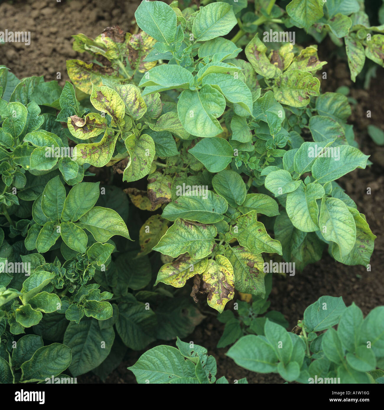 Magnesium deficiency plant hires stock photography and images Alamy