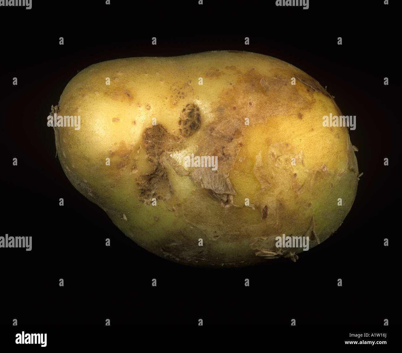 Early tuber symptoms of black scurf Rhizoctonia solani on a potato tuber Scotland Stock Photo