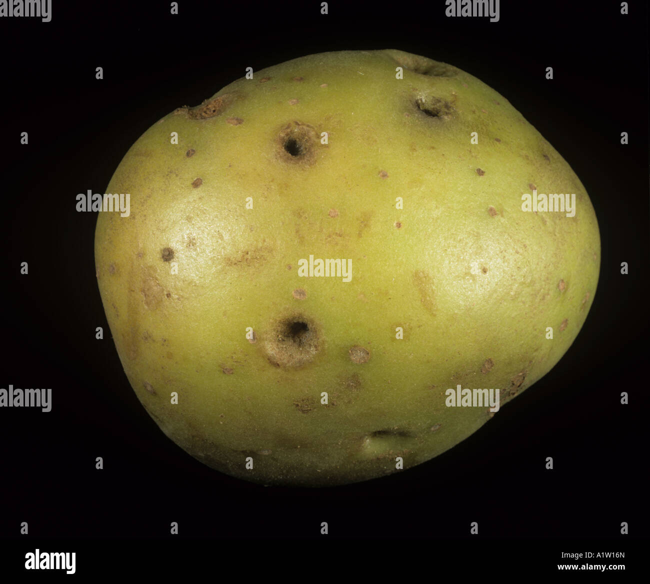 Black scurf Rhizoctonia solani holes or indentations in the skin surface of a potato tuber Stock Photo