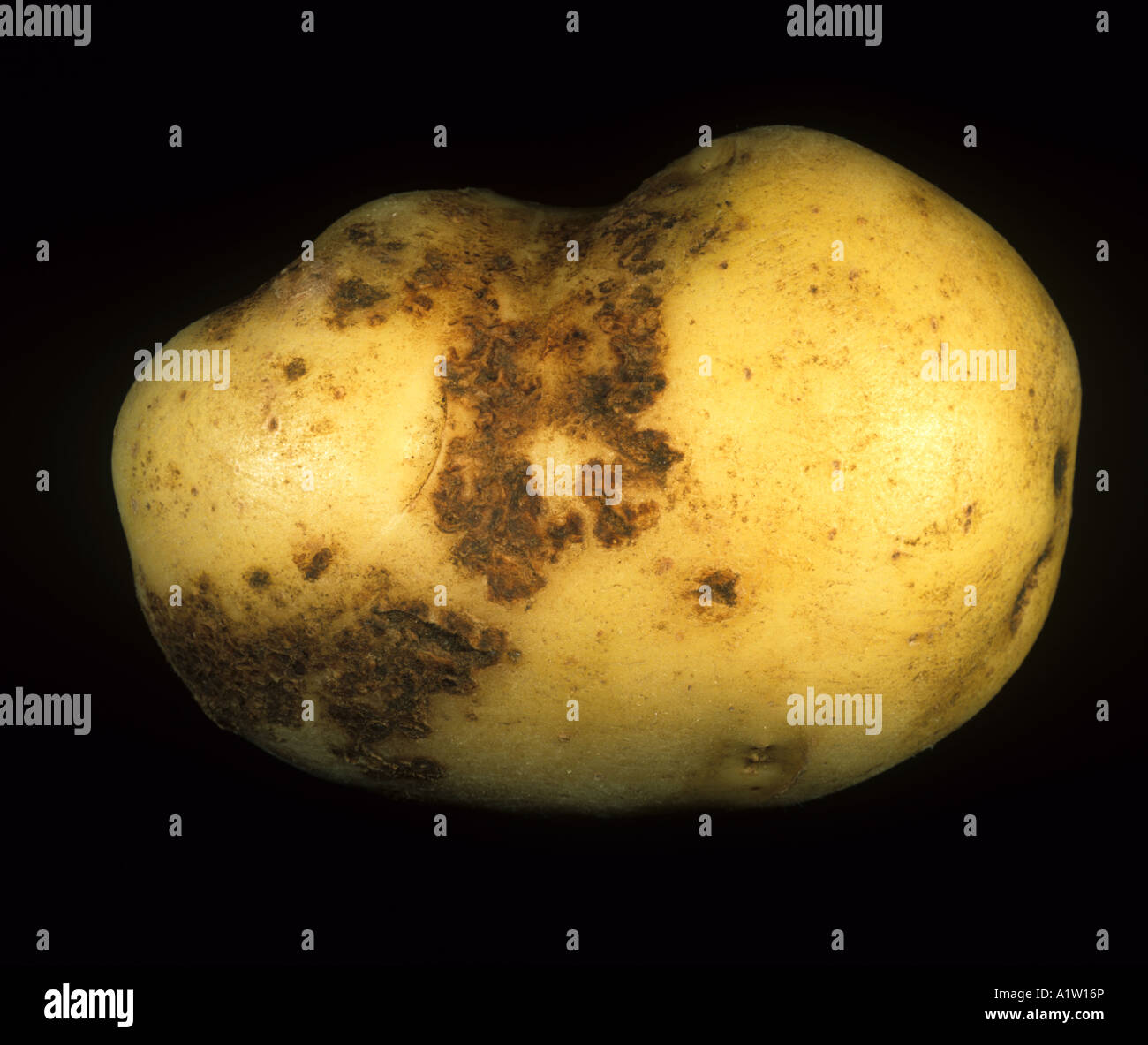 Black scurf Rhizoctonia solani scab like damage to the skin of a potato tuber Scotland Stock Photo