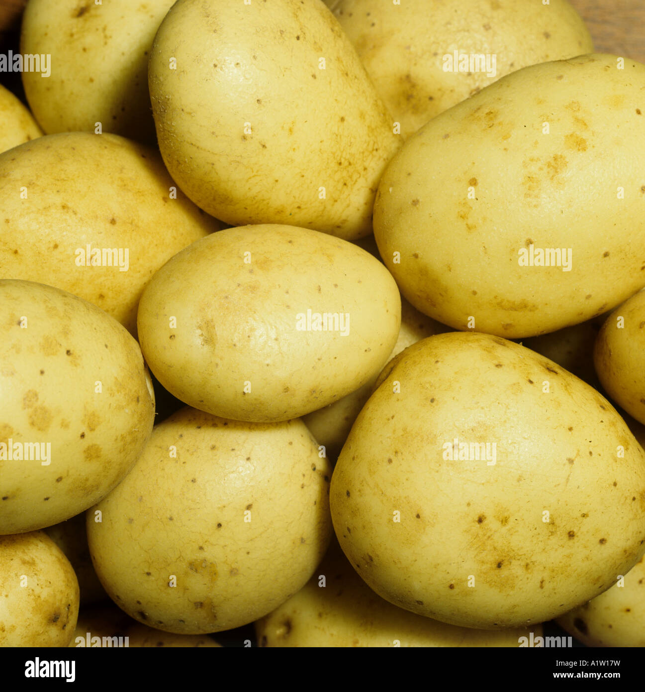 Potato tubers variety Maris Piper post harvest retail quality Stock