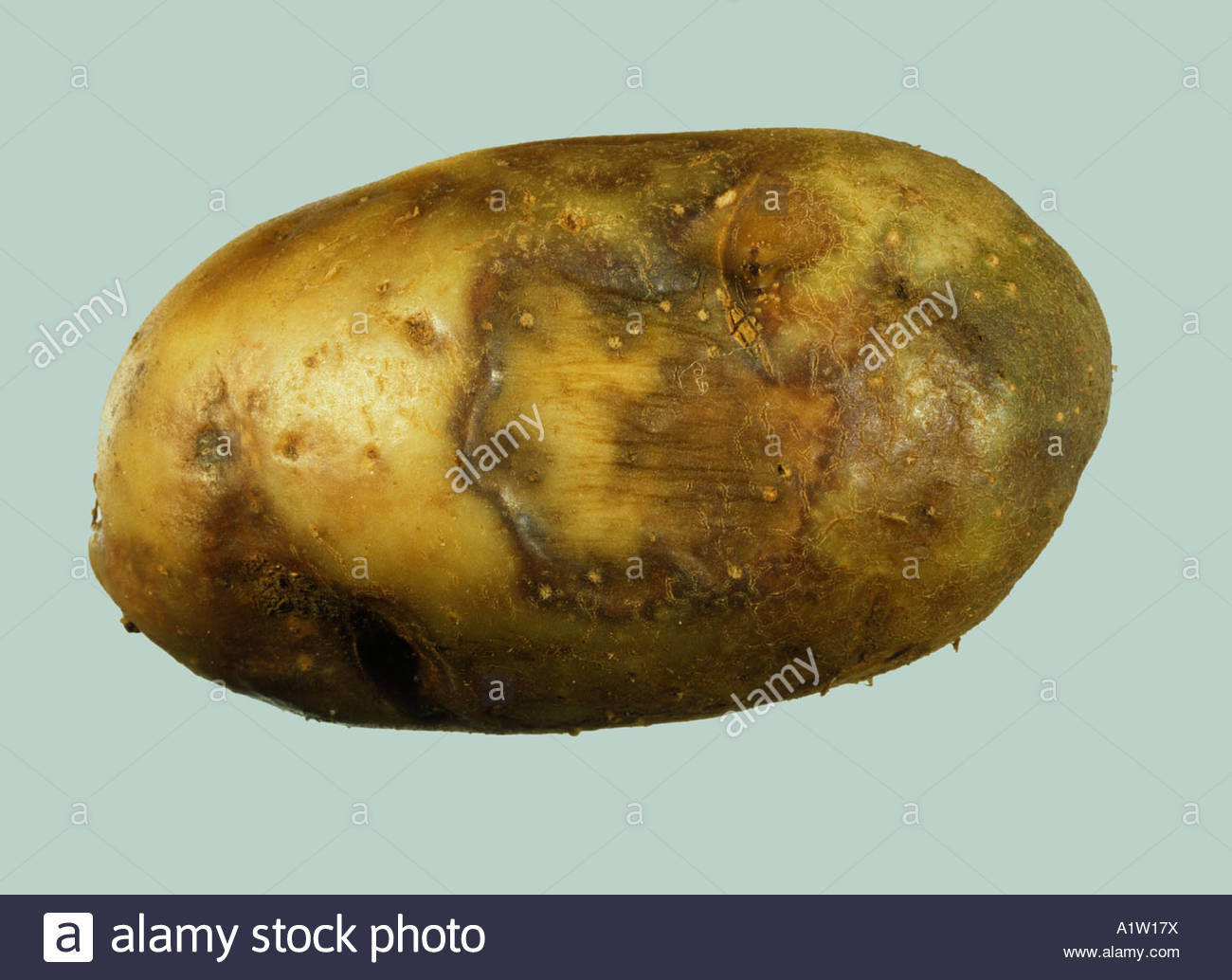 Potato late blight Phytophthora infestans external damage to potato Stock Photo 10333549 Alamy