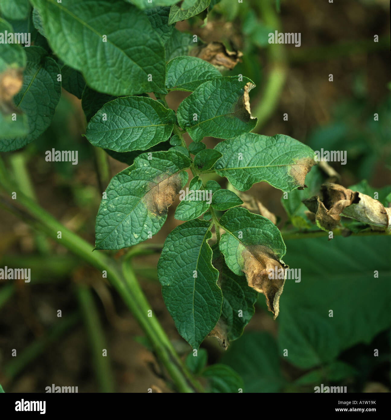 Potato late blight Phytophthora infestans lesions on potato foliage Stock Photo