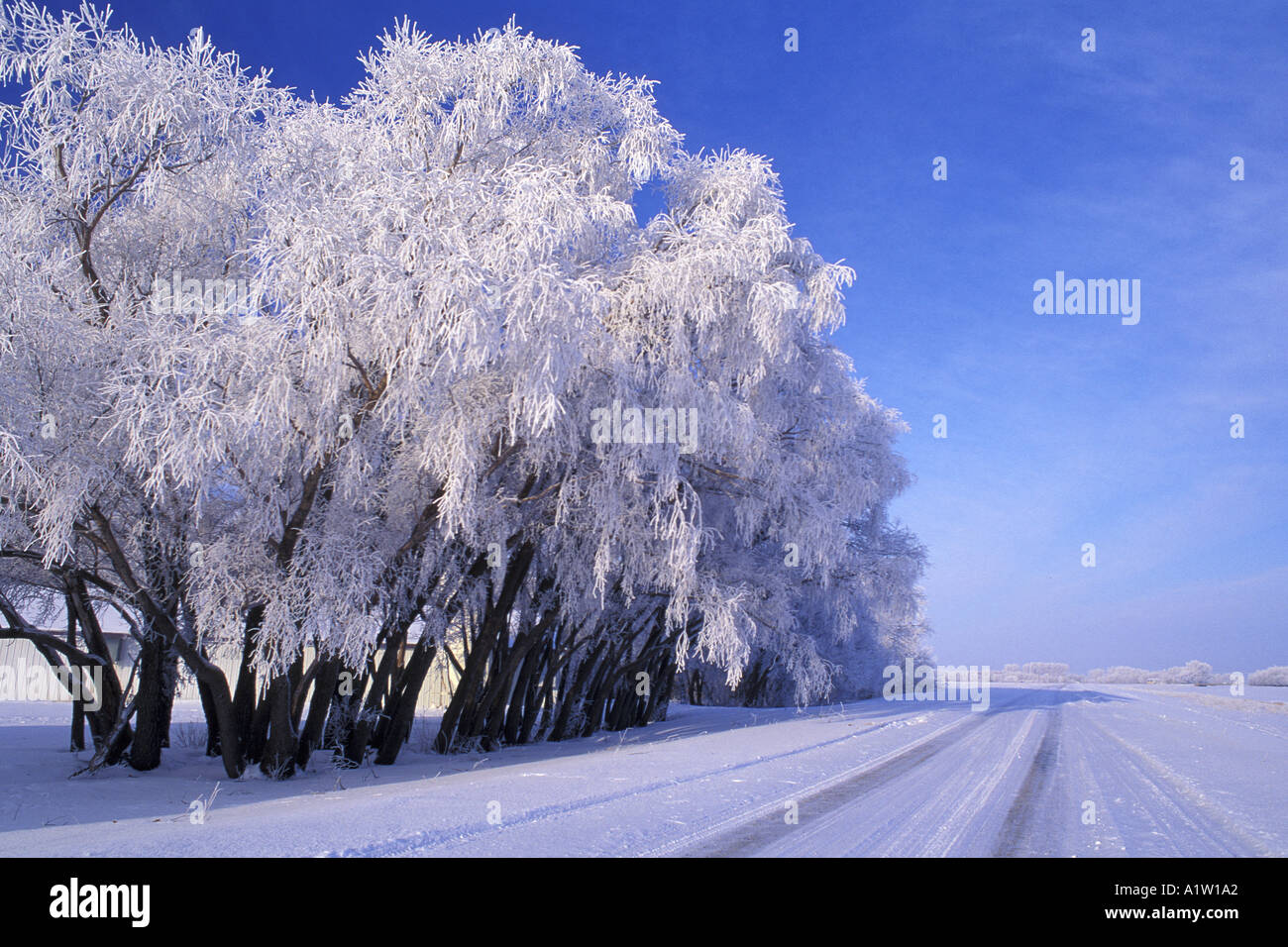Winter hoarfrost on black willow Salix nigra hedge beside road with blue sky near New Bothwell Manitoba Canada Stock Photo