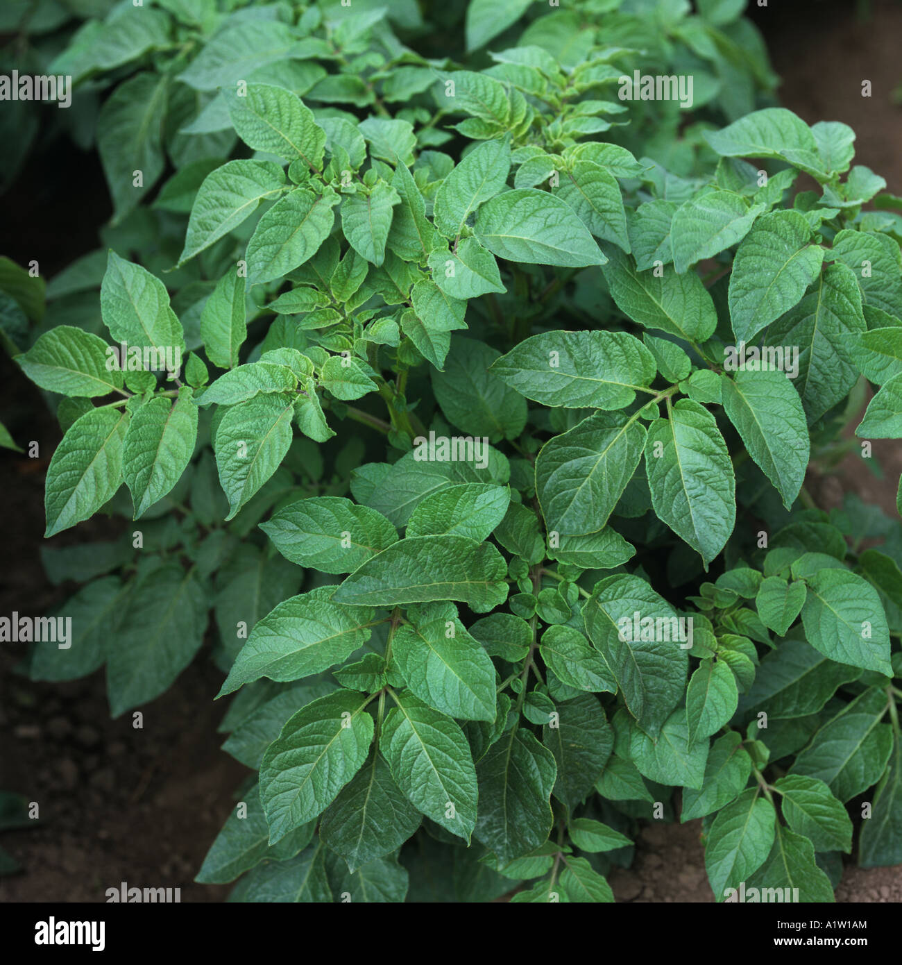 Potato Plant Leaves