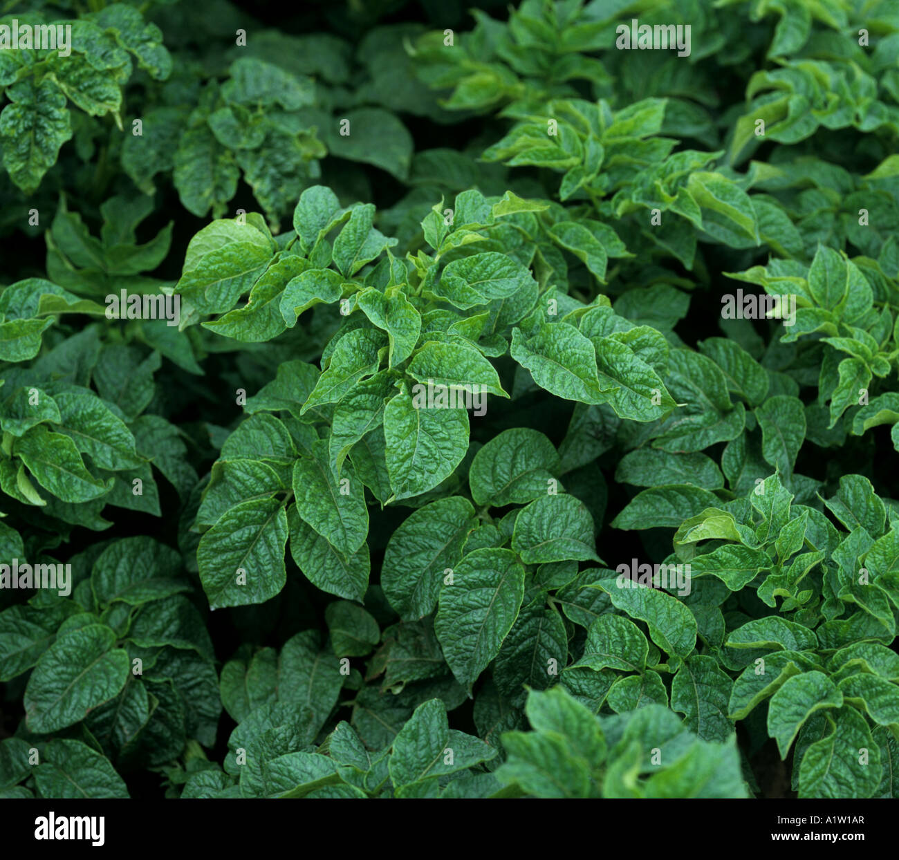 Severe symptoms potato virus complex hires stock photography and